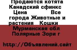 Продаются котята Канадский сфинкс › Цена ­ 15 000 - Все города Животные и растения » Кошки   . Мурманская обл.,Полярные Зори г.